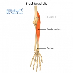 Brachioradialis