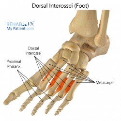 Dorsal Interossei of the foot