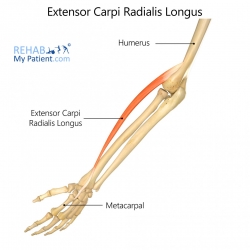 Extensor Carpi Radialis Longus