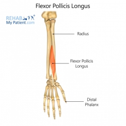 Flexor Pollicis Longus