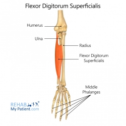Flexor Digitorum Superficialis