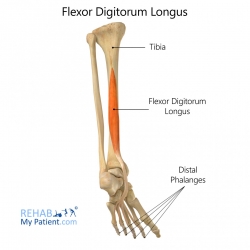 Flexor Digitorum Longus