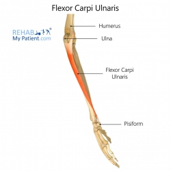 Flexor Carpi Ulnaris