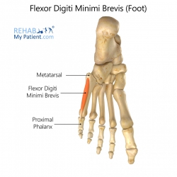 Flexor Digiti Minimi Brevis (foot)