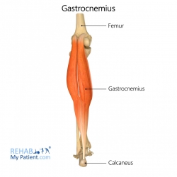 Gastrocnemius (leg)