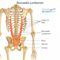 Iliocostalis Lumborum