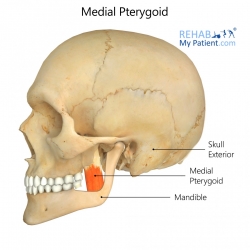 Medial Pterygoid