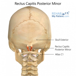 Rectus Capitis Posterior Minor