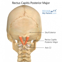 Rectus Capitis Posterior Major