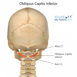 Obliquus Capitis Inferior