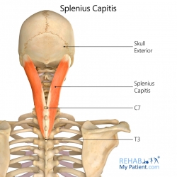 Splenius Capitis
