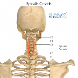 Spinalis Cervicis