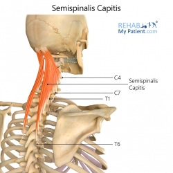 Semispinalis Capitis