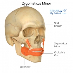 Zygomaticus Minor