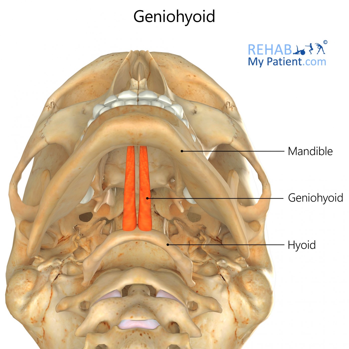 Geniohyoid (chin)