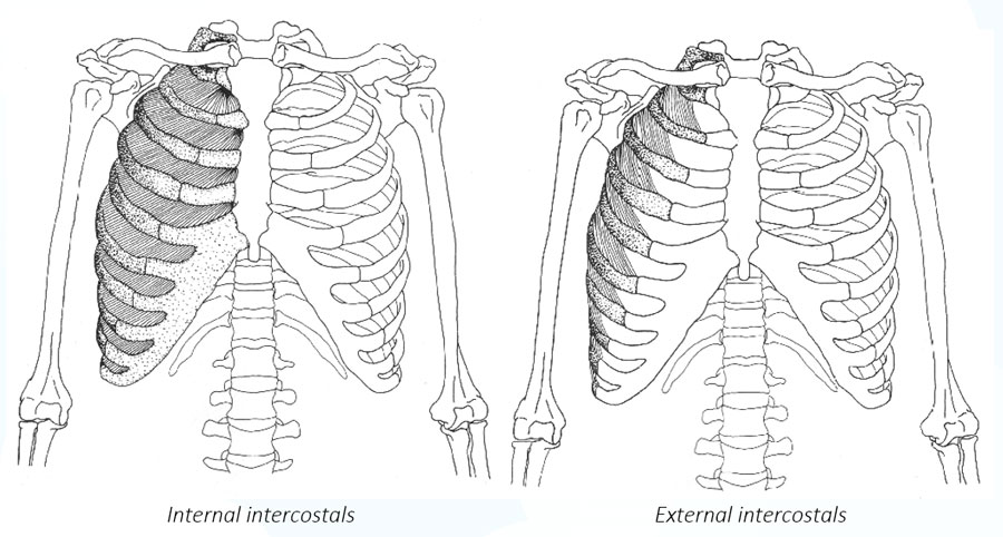 Internal and External Intercostals