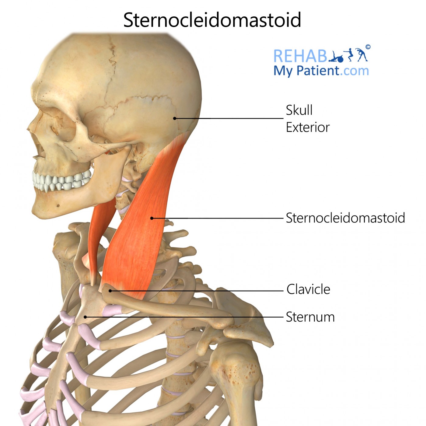 Sternocleidomastoid And Trapezius Muscles