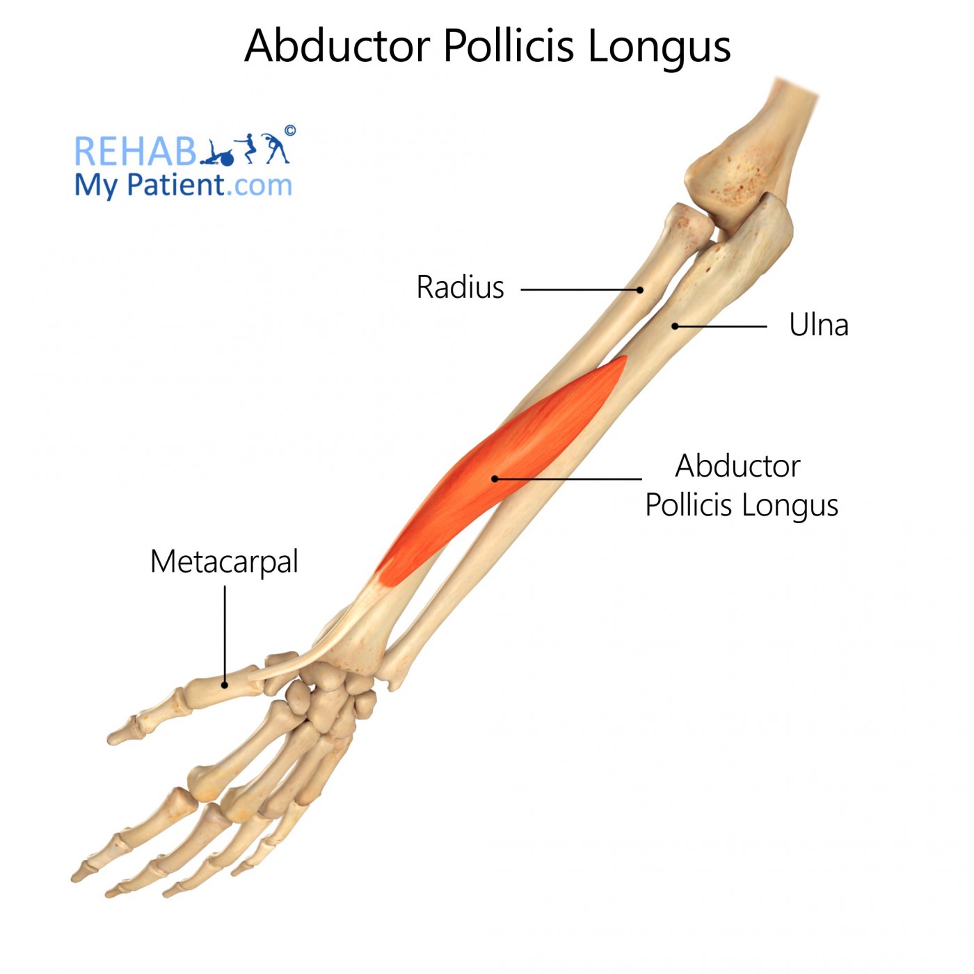 Abductor Pollicis Longus (hand) .