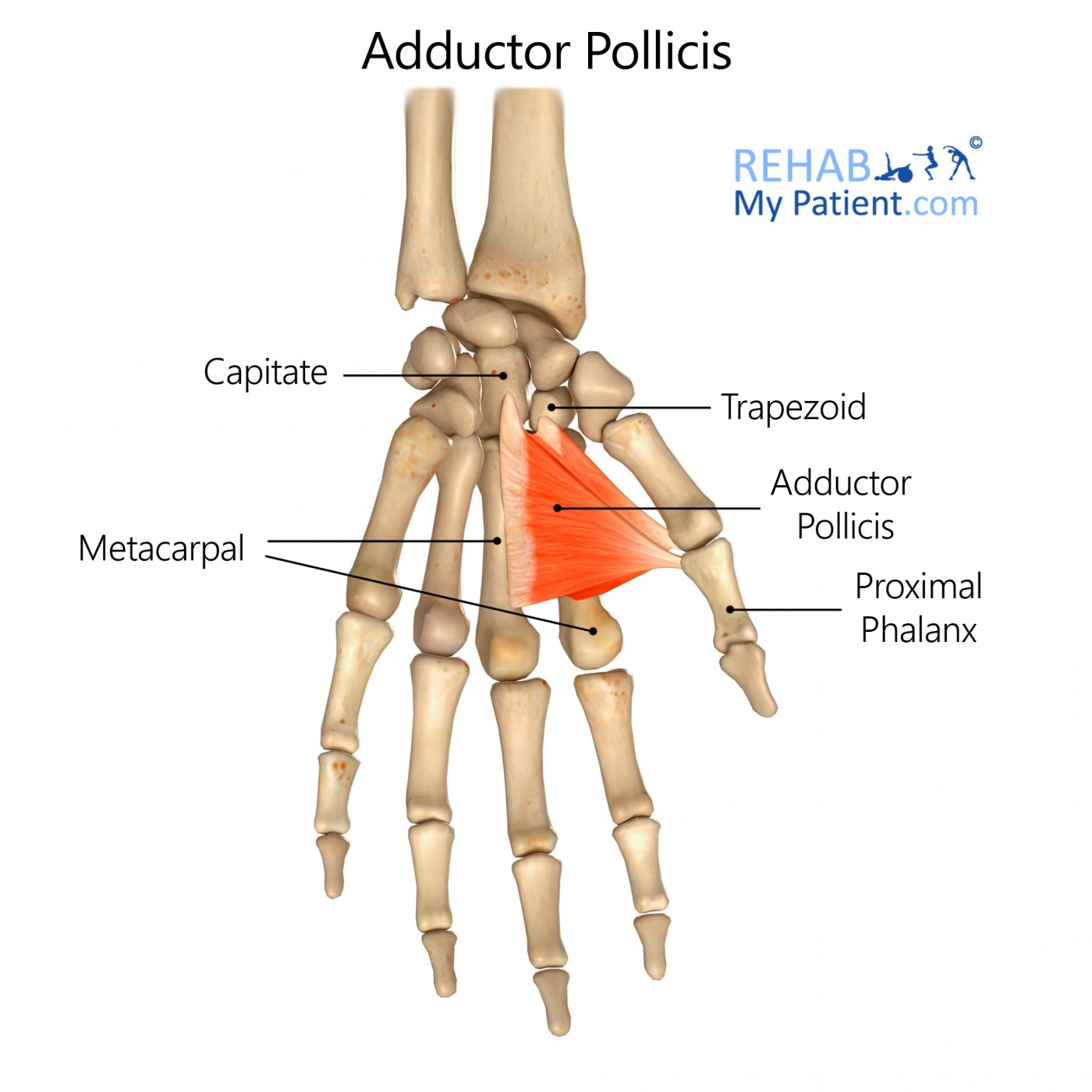 Adductor Pollicis hand