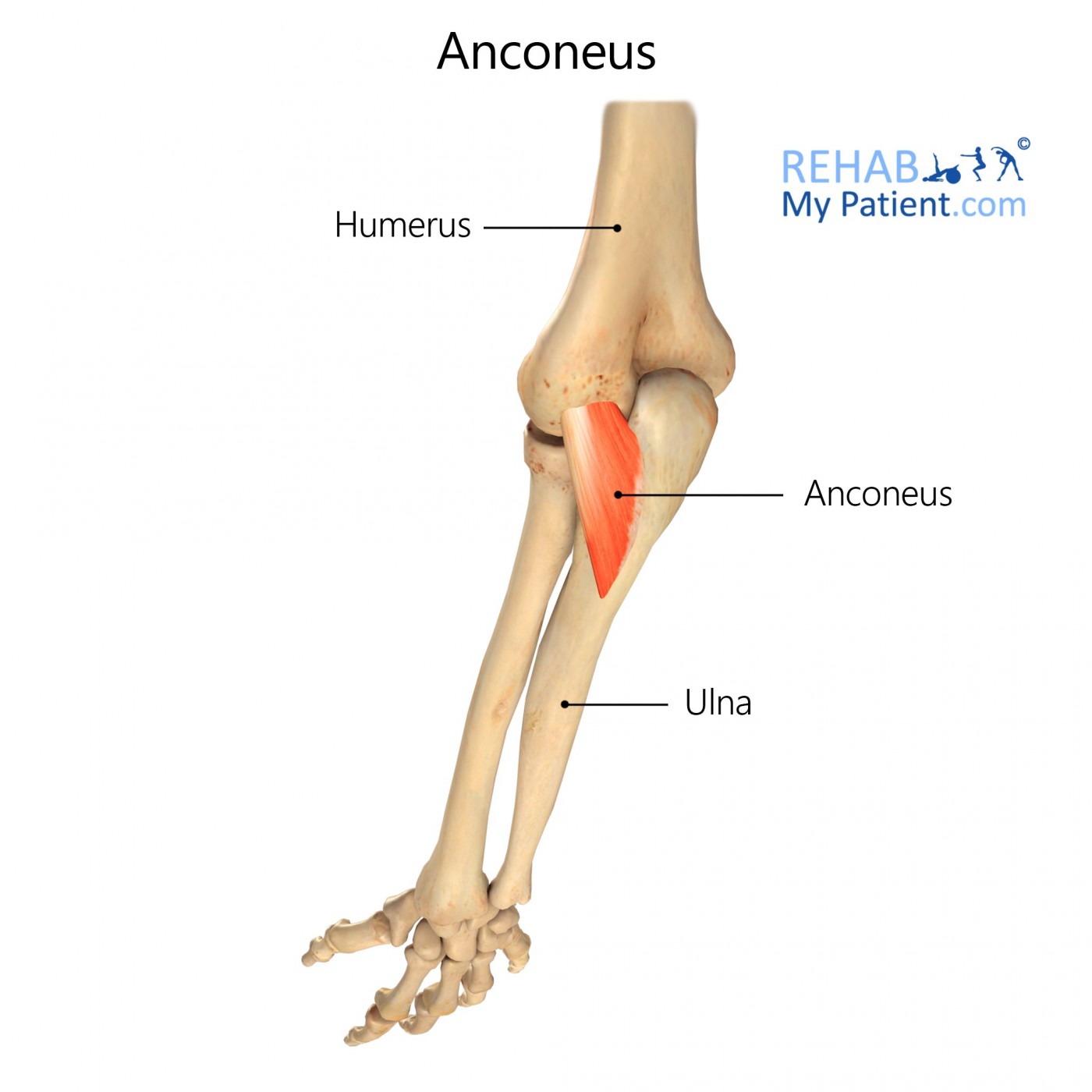 Anconeus (elbow)