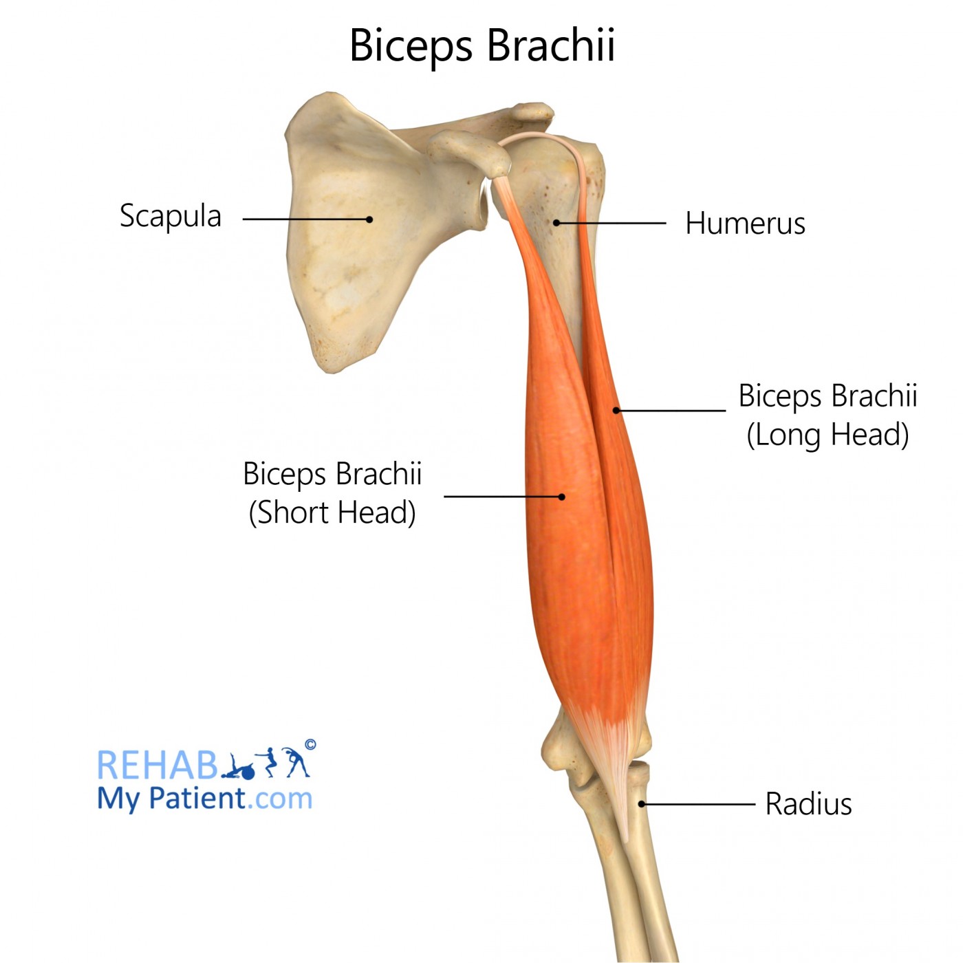 Sjældent lejer trimme Biceps Brachii | Rehab My Patient