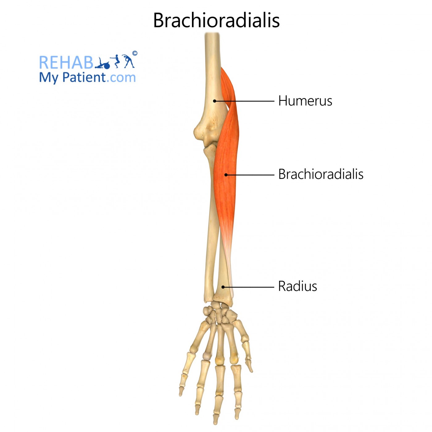Brachioradialis Rehab My Patient