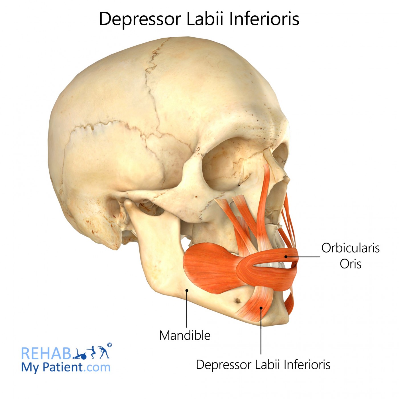 Depressor Labii Inferioris