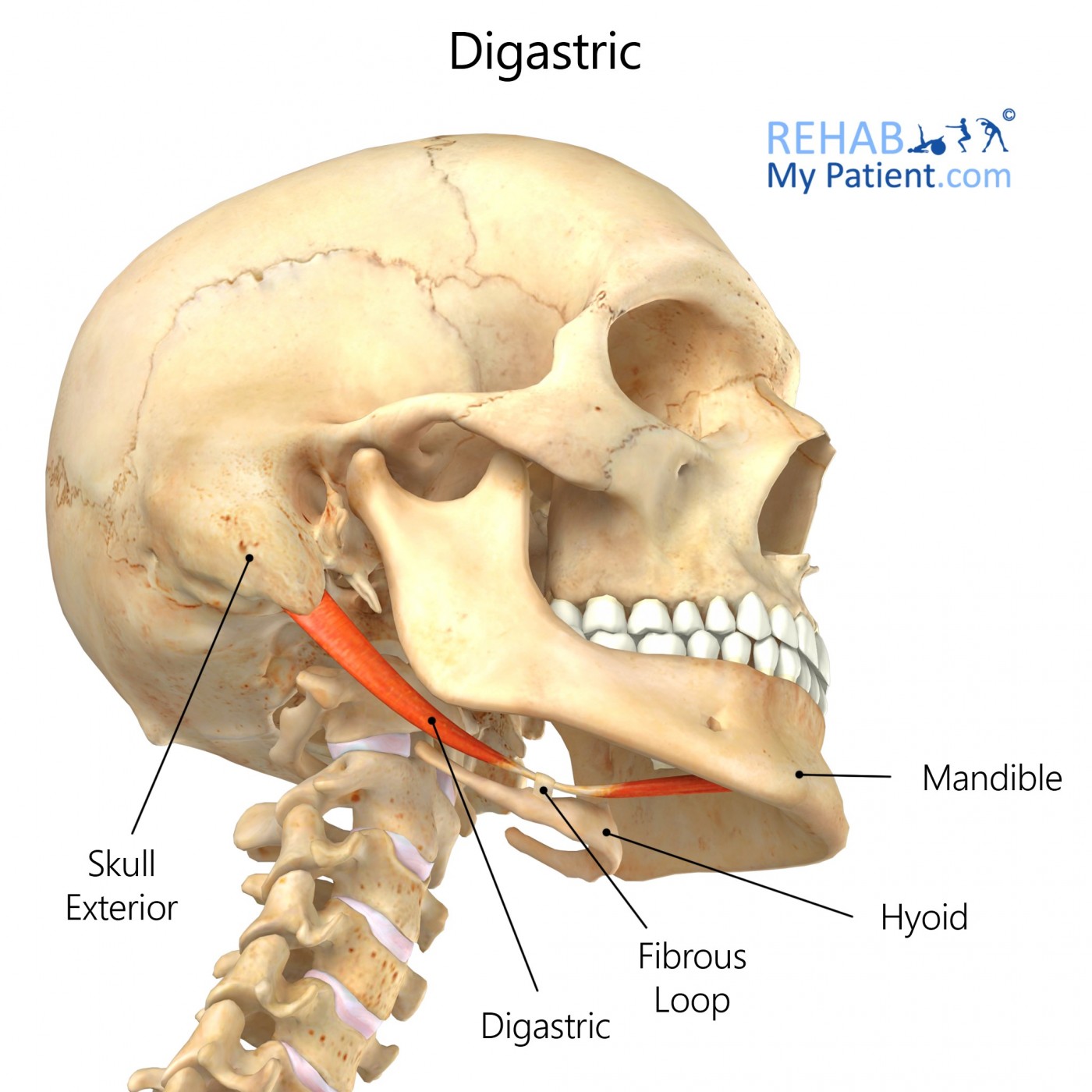 Digastric muscle | Rehab My Patient