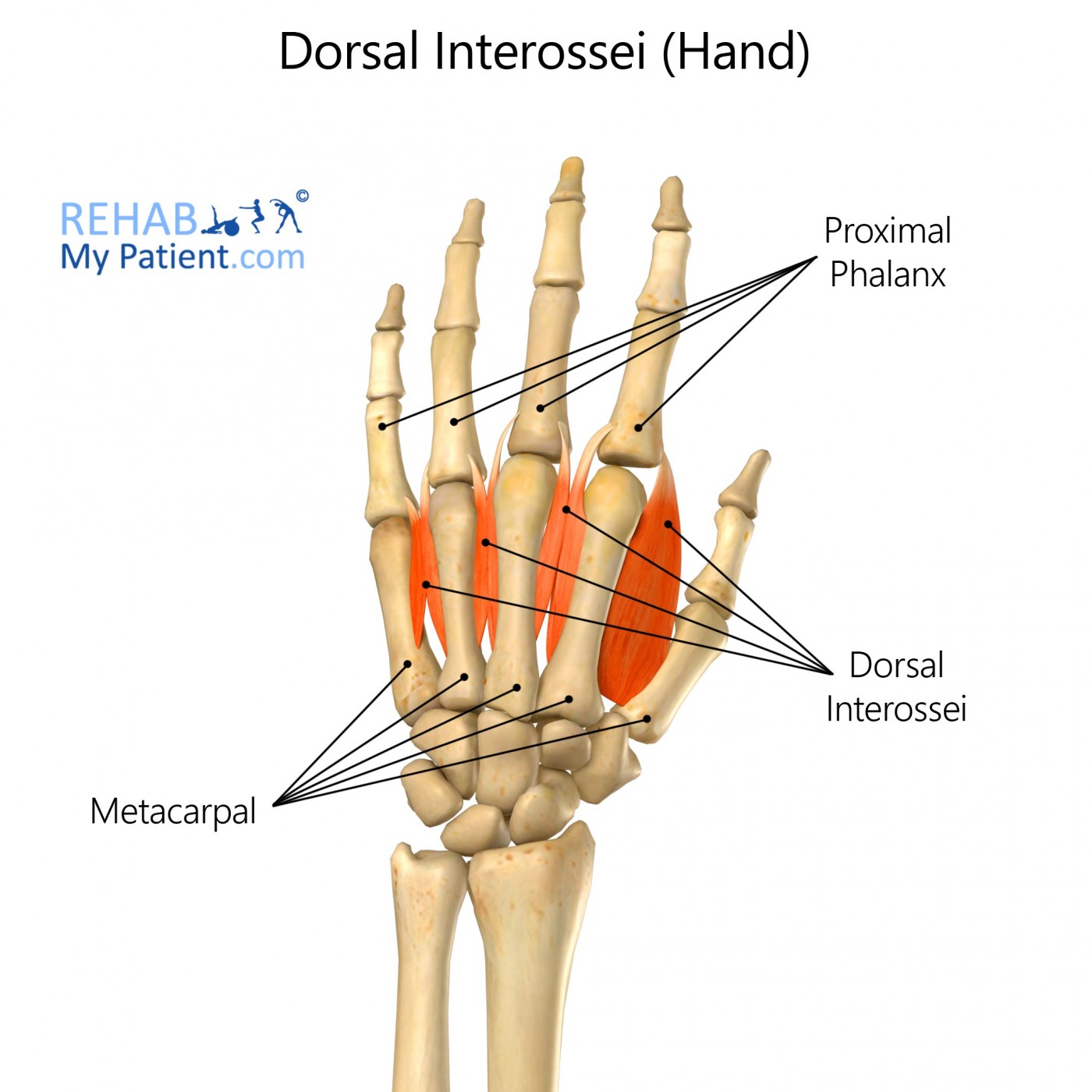 Dorsal Interossei of the hand