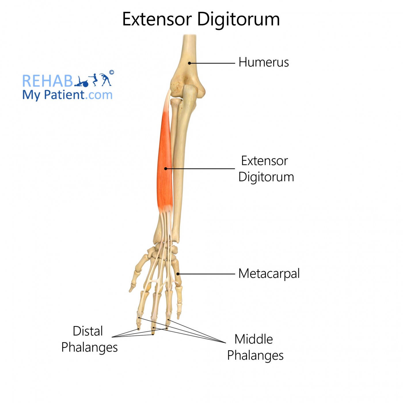 Extensor Digitorum