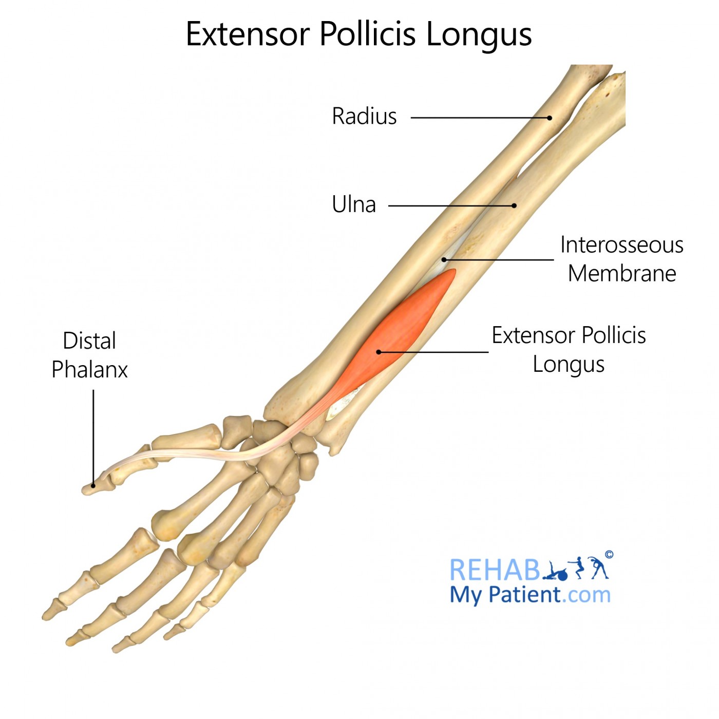 Extensor Pollicis Longus