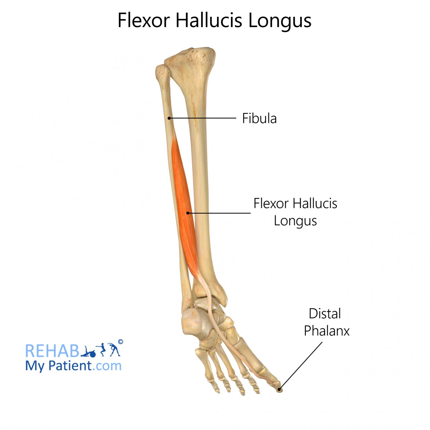 Flexor Hallucis Longus (leg)