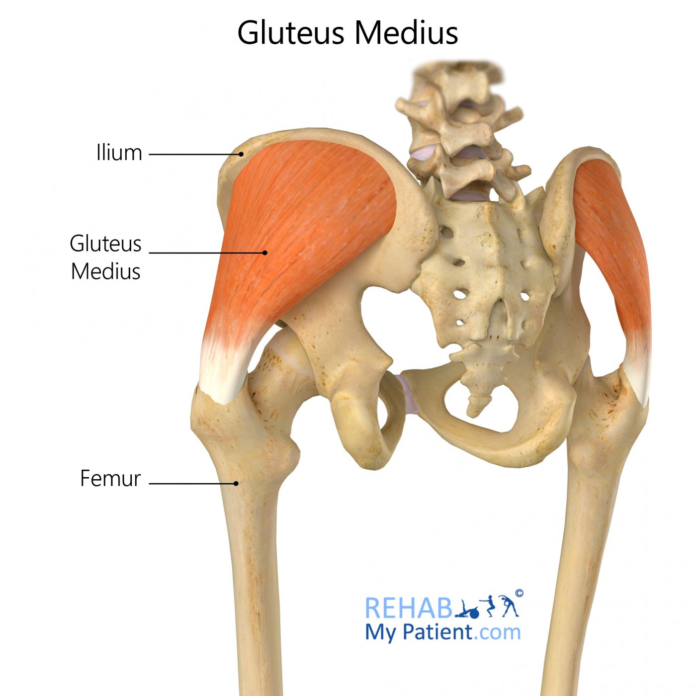 Gluteus Medius Rehab My Patient