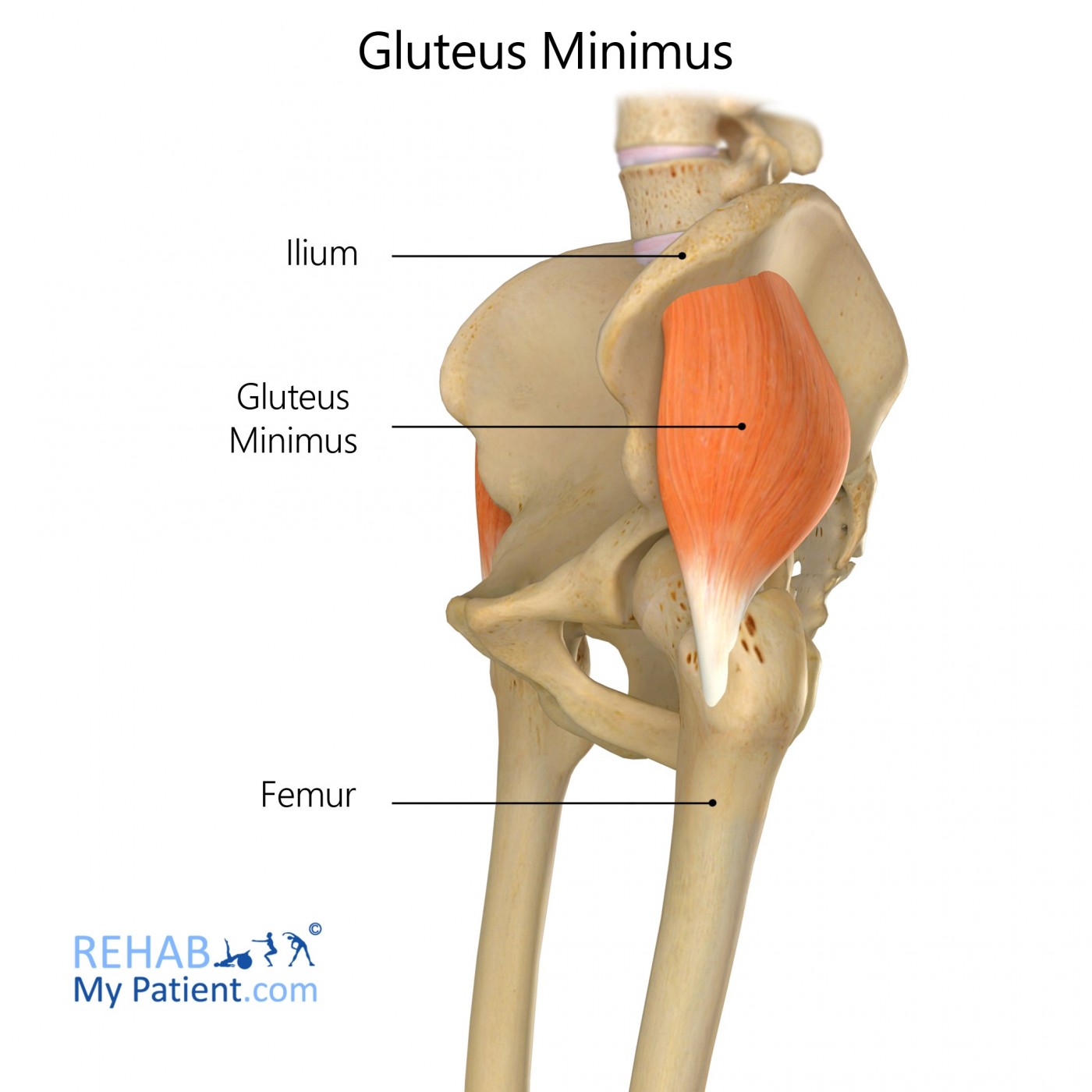 Gluteus minimus - Origin, insertion and actions