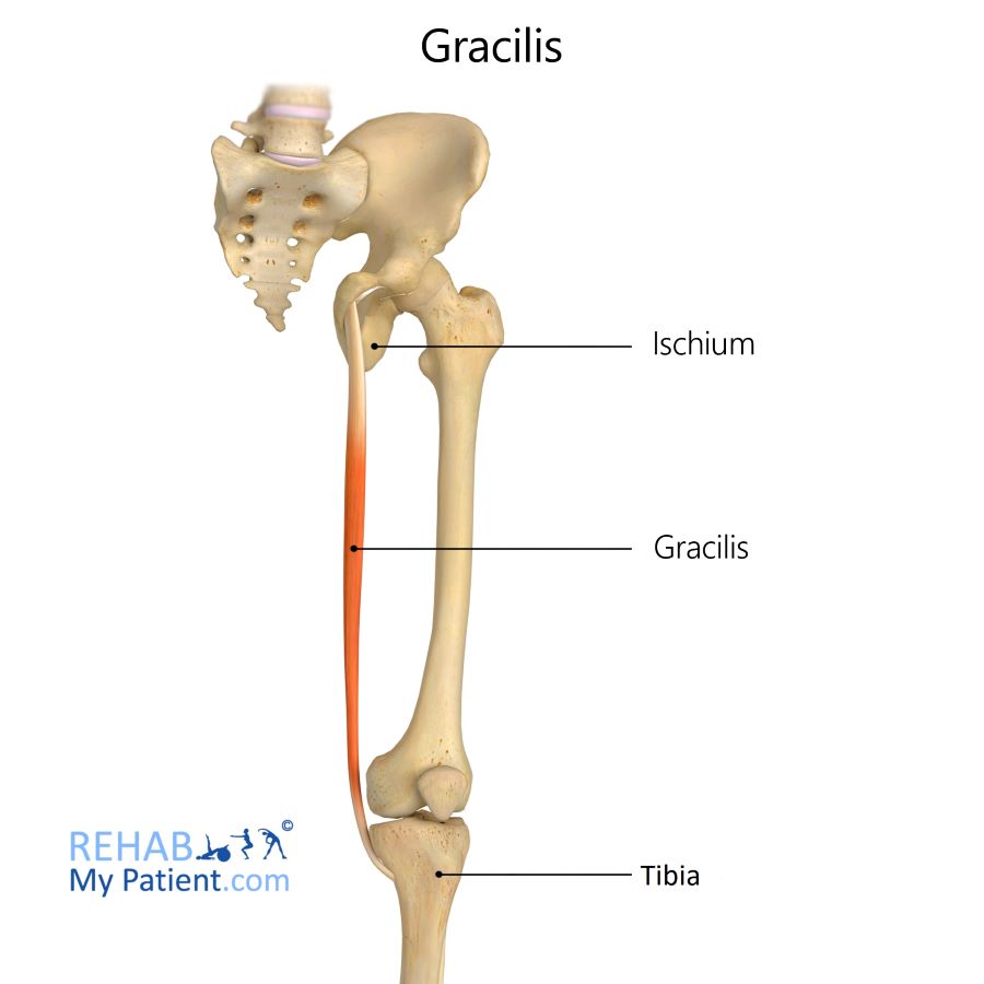 gracilis muscle origin