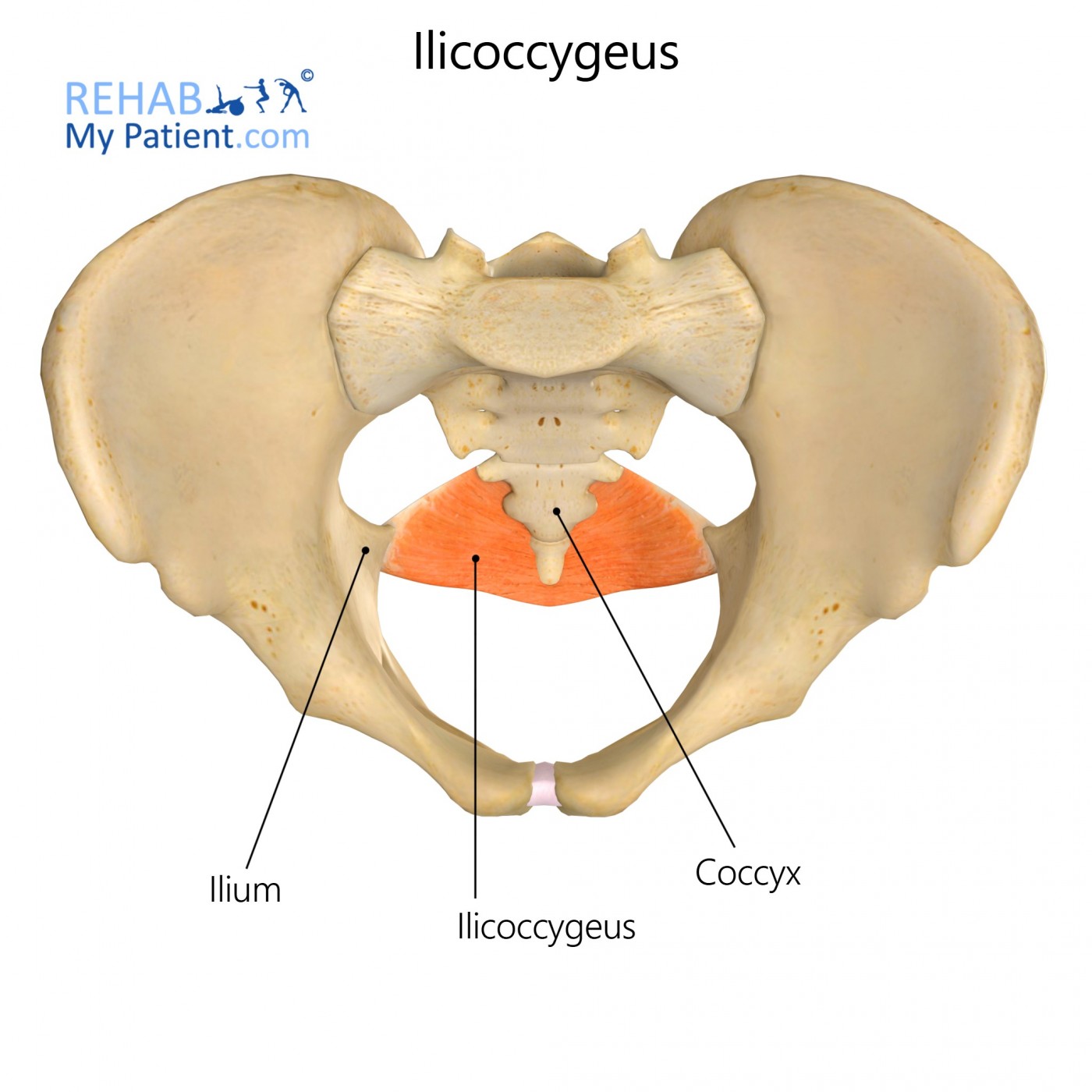 Iliococcygeus