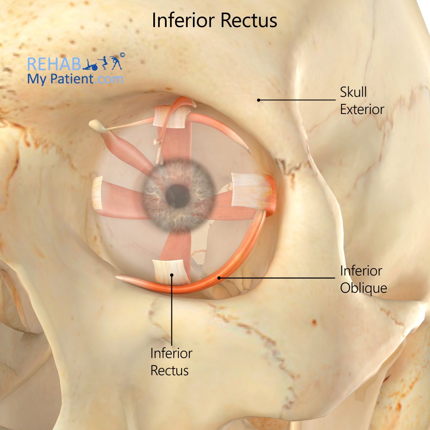 Eye anatomy: Muscles, arteries, nerves and lacrimal gland | Kenhub