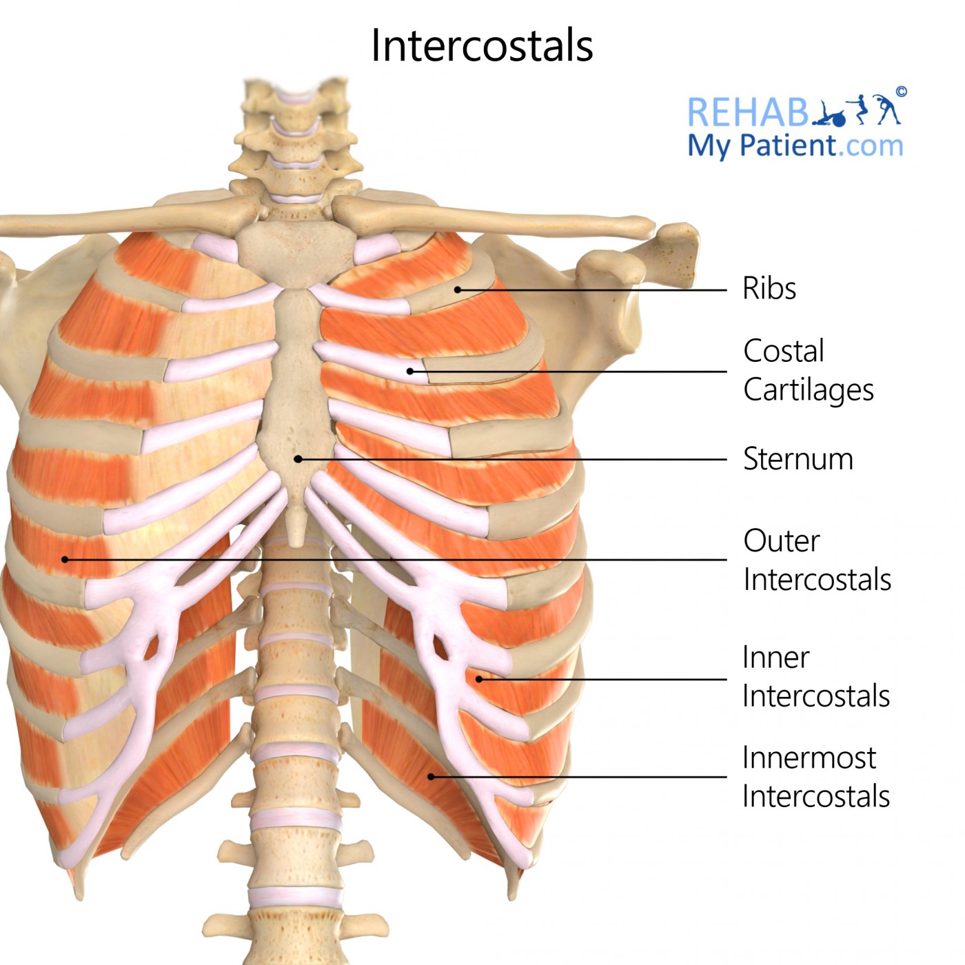 intercostals