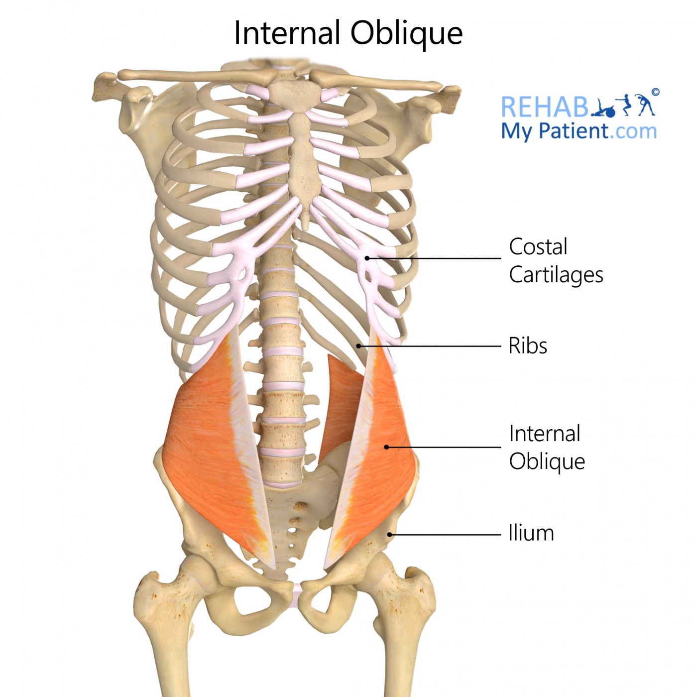 external and internal obliques