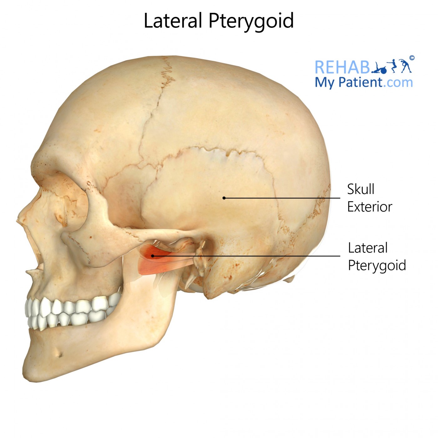Lateral Pterygoid