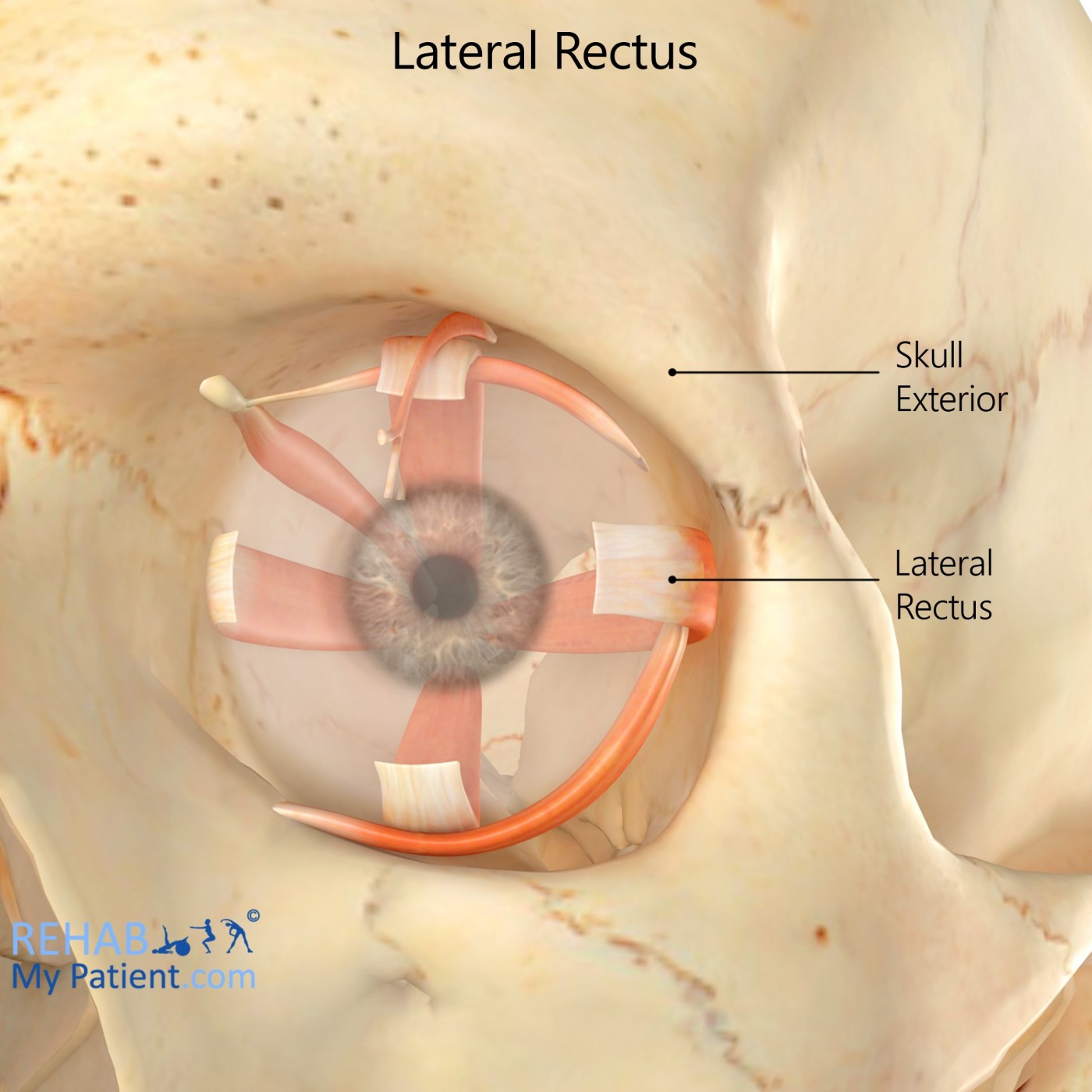 Lateral Rectus