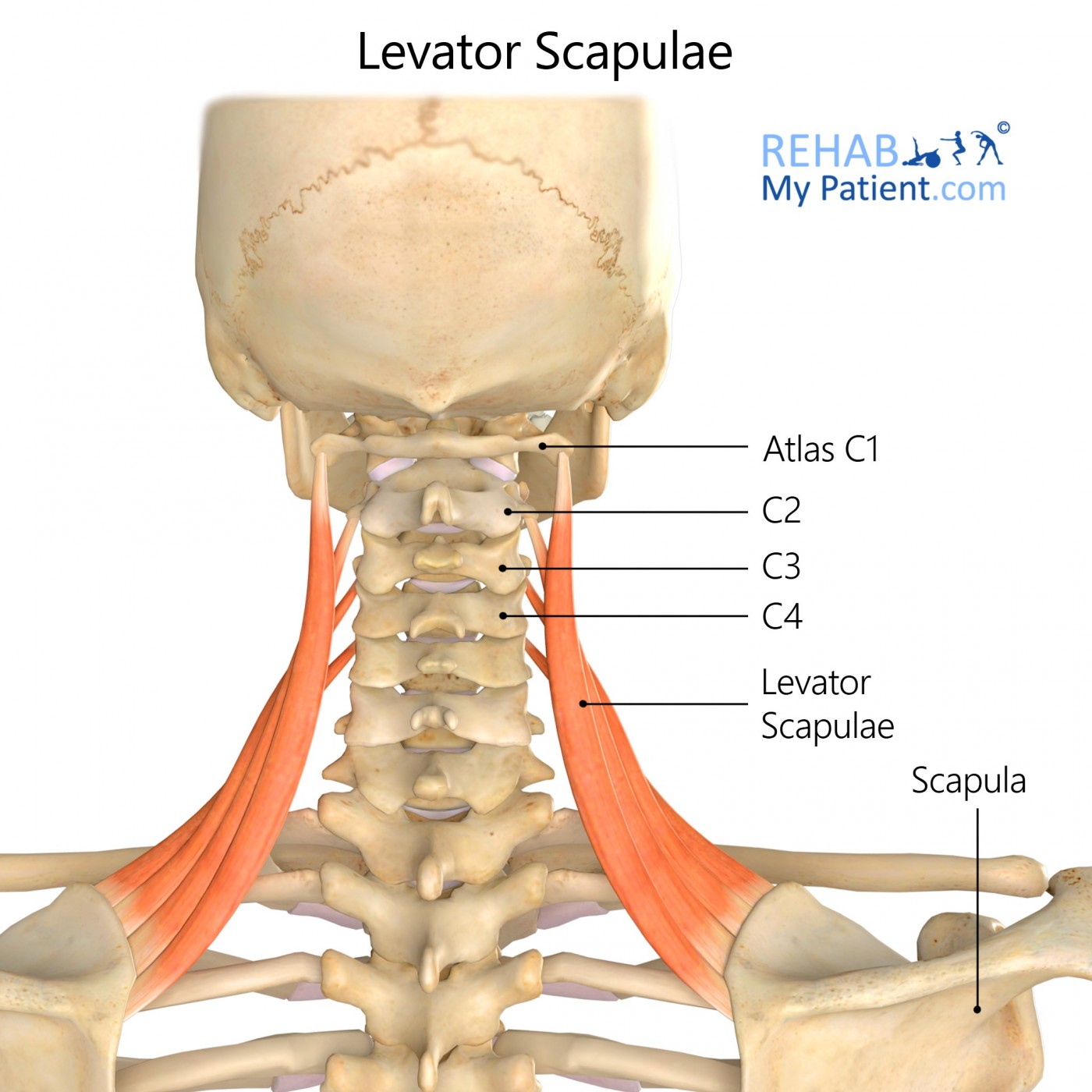 Levator Scapulae Release And Exercises (Instant Neck Pain Relief)