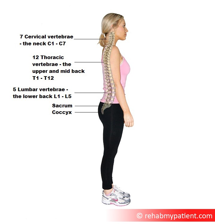 Anatomy Of The Lower Back