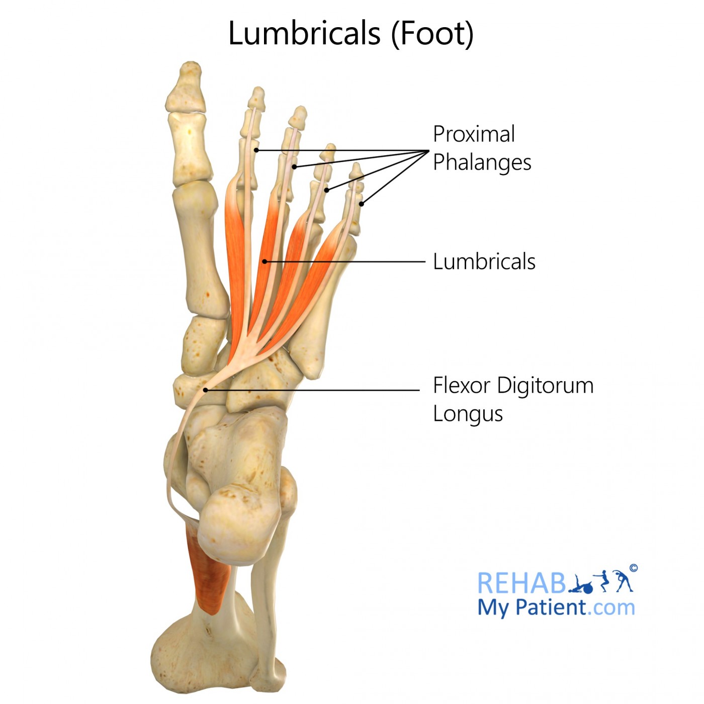 Lumbricals (foot)