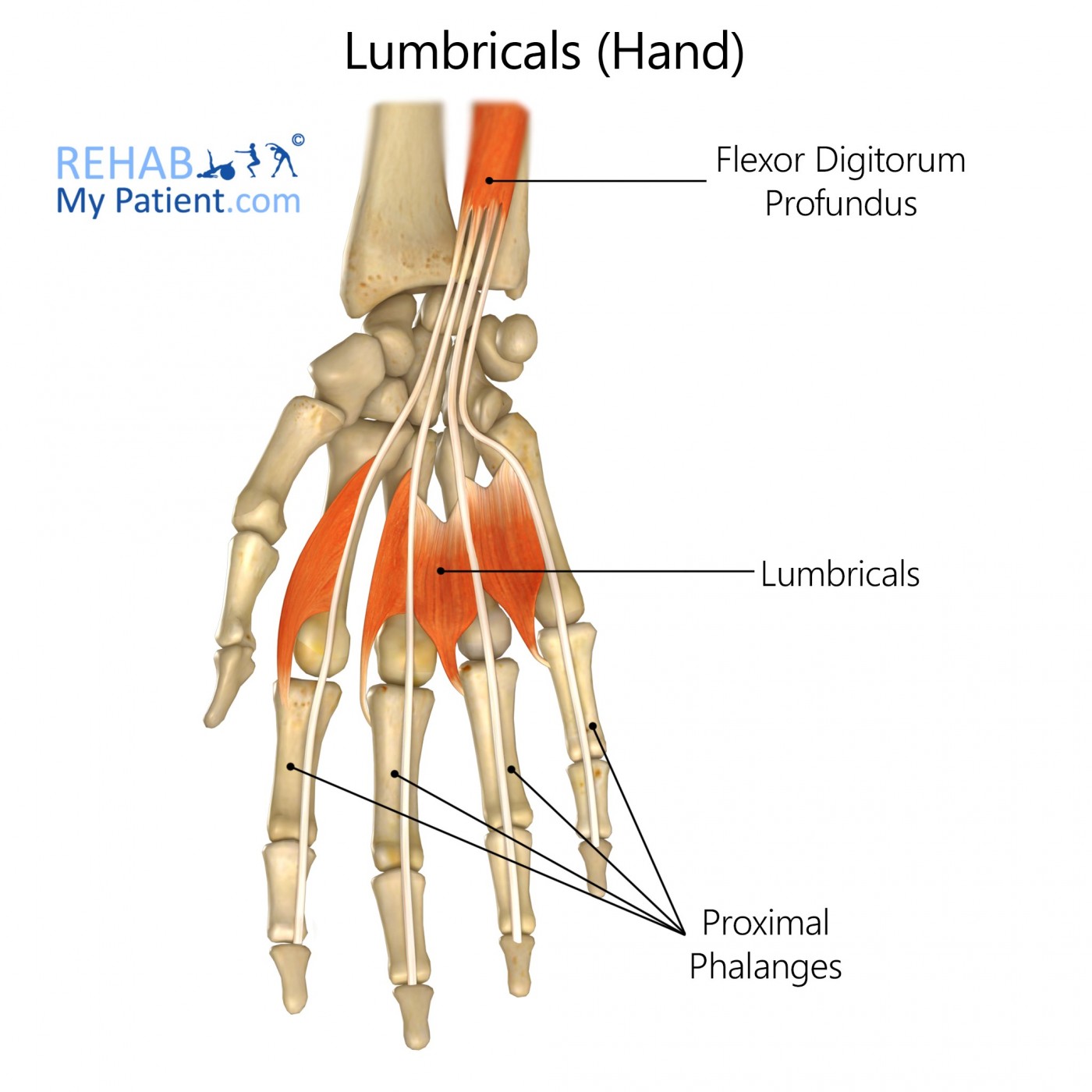 Lumbricals (hand)