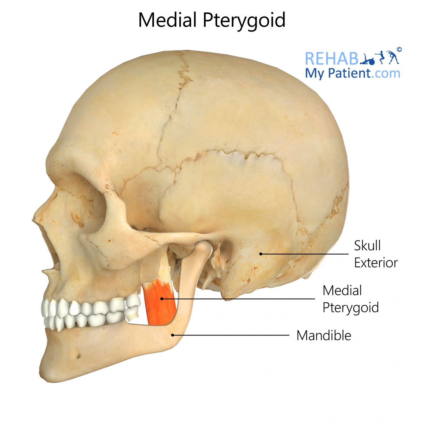 Medial Pterygoid | Rehab My Patient
