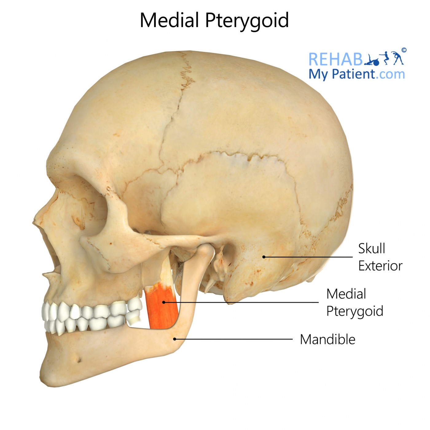 Medial Pterygoid