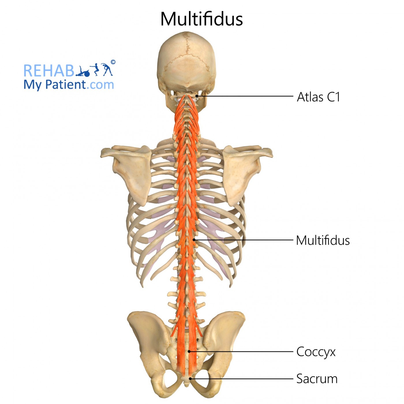 Multifidus