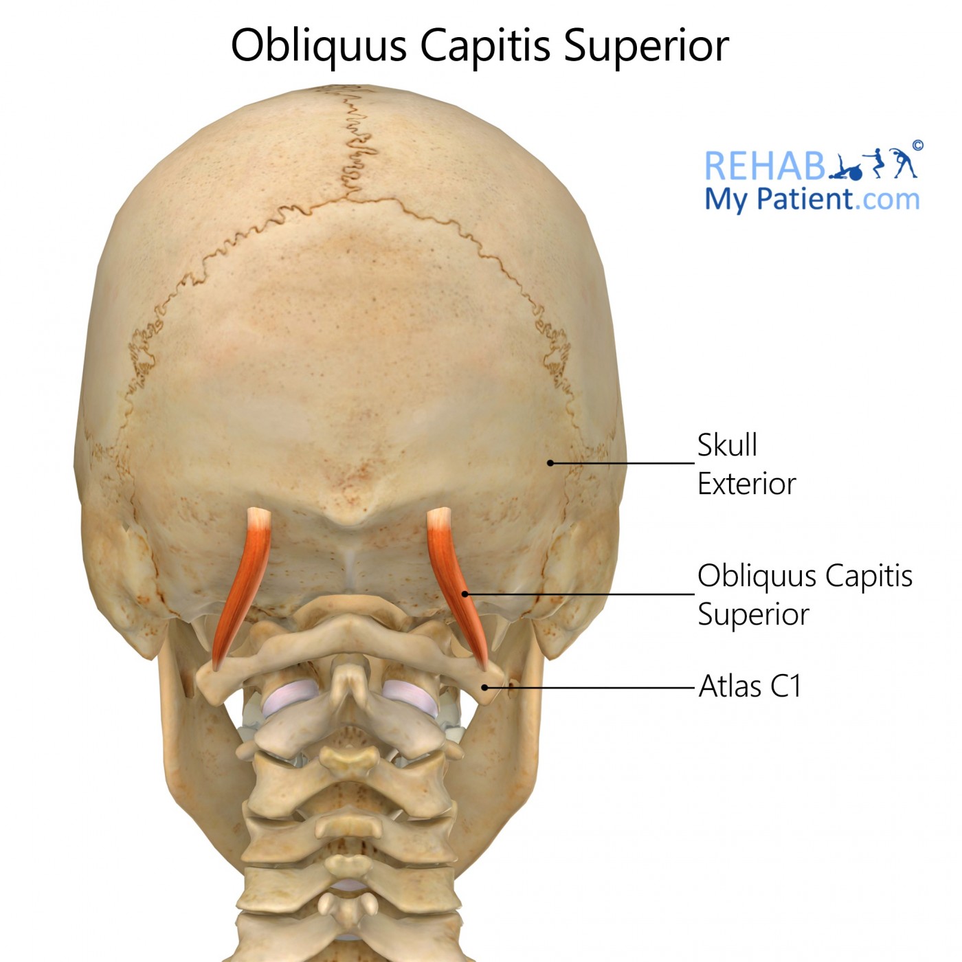 Obliquus Capitis Superior