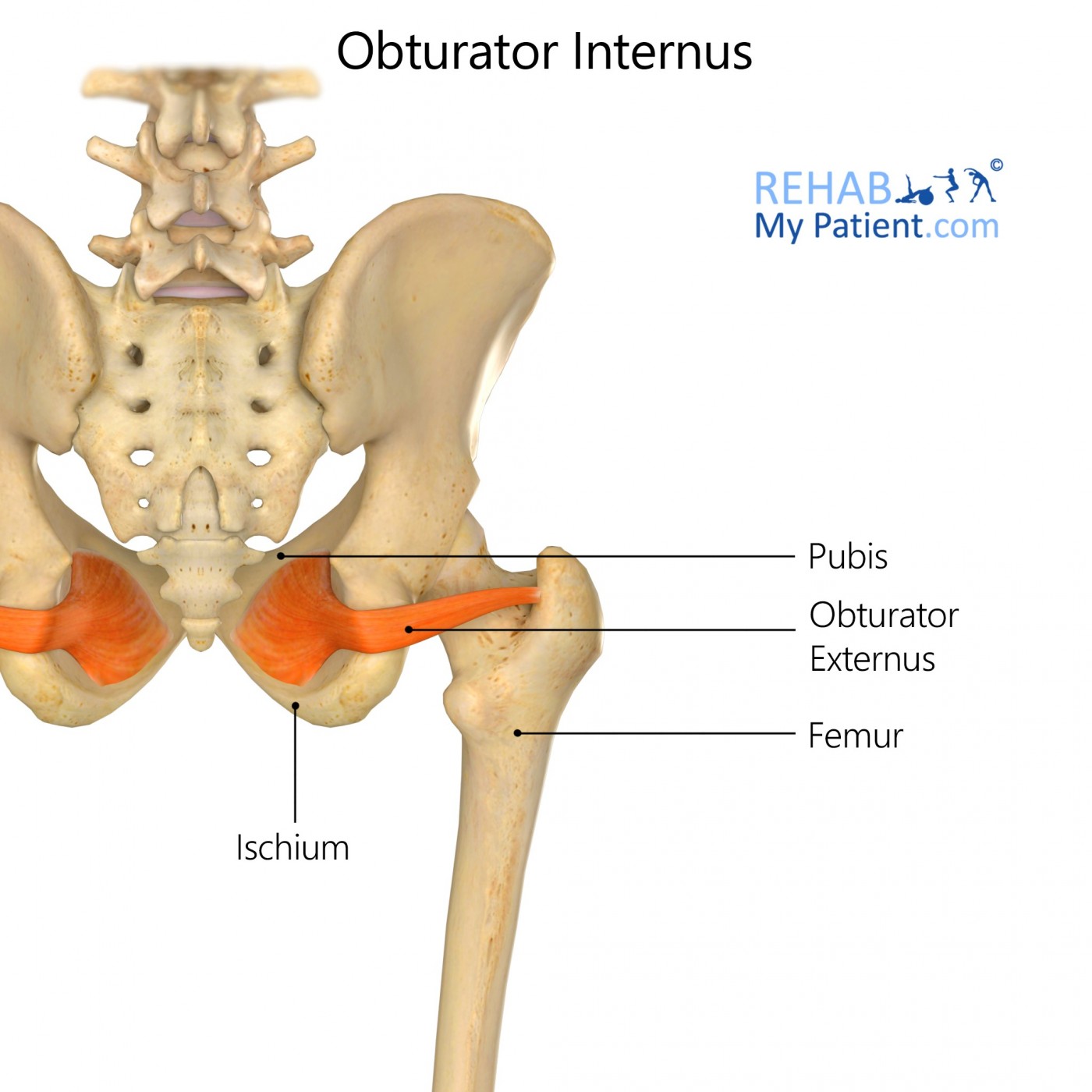 Obturator Internus (hip)